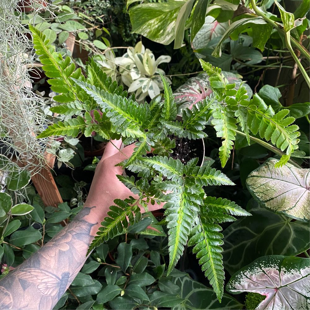 Папороть Rumohra adiantiformis variegata