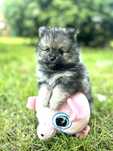 Pomeranian Szpic Minaturowy Samiec