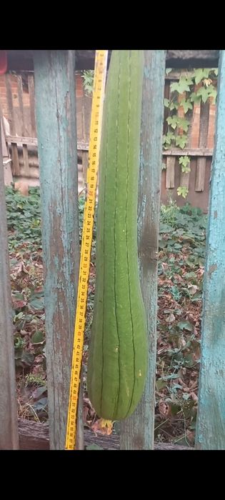 Люфа. Екомочалка.Насіння люфи