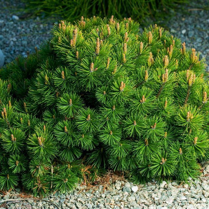 Sosna górska - kosodrzewina 'Pumilio' (Pinus mugo) Doniczka 2.0L