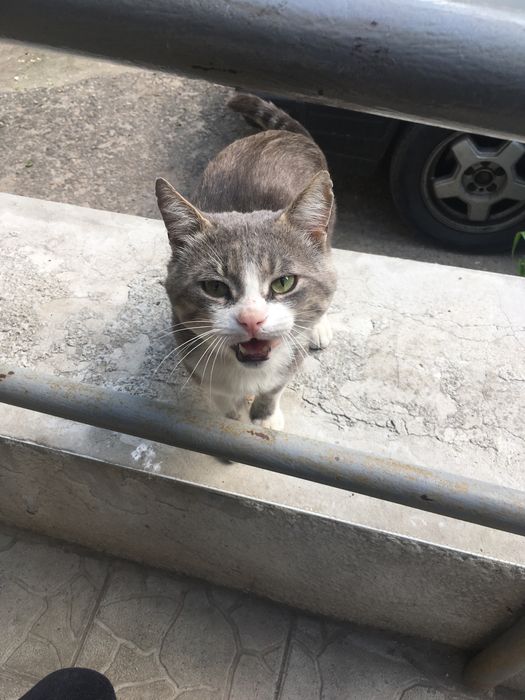 Потерялся котик !