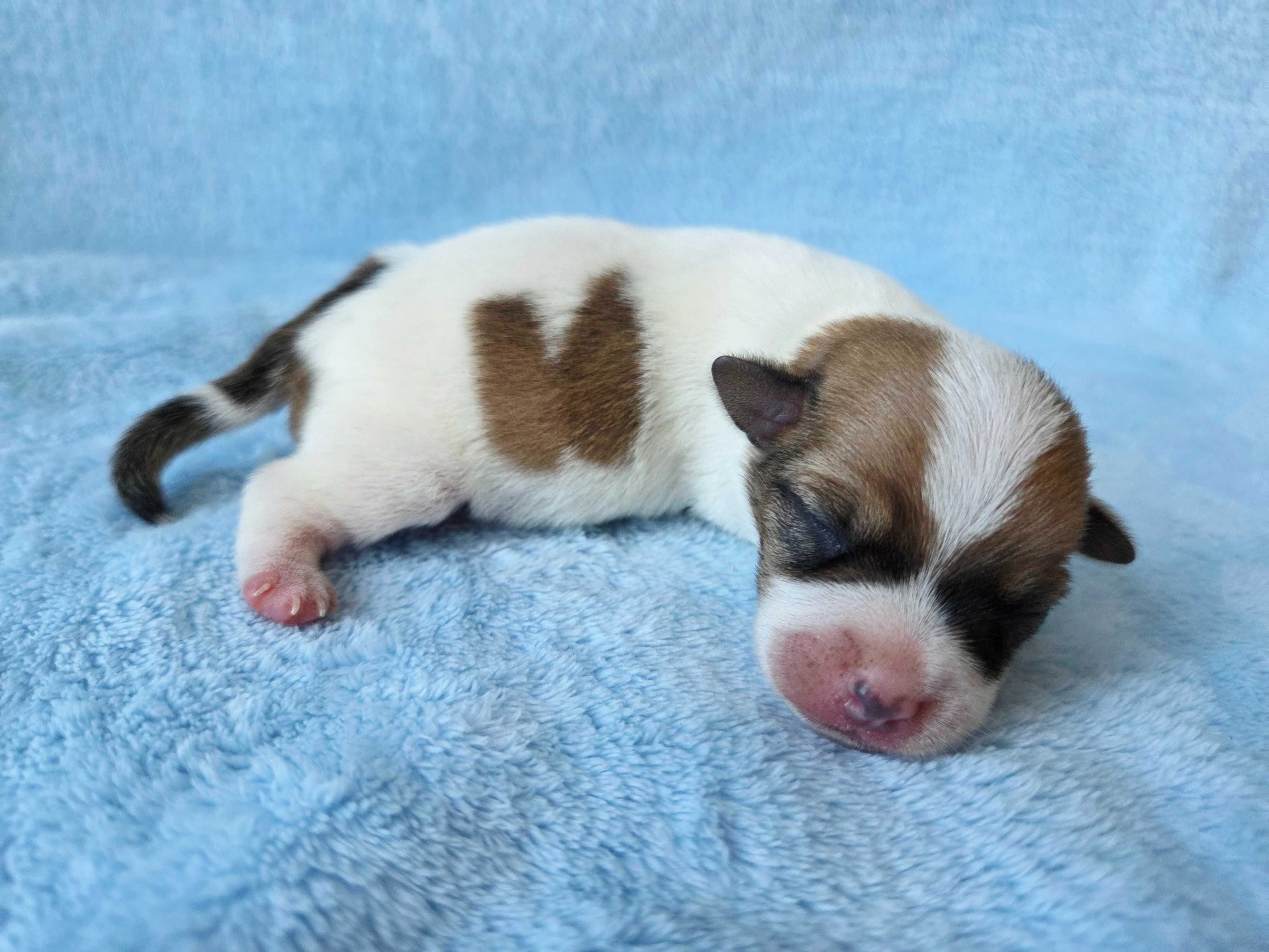 Jack Russell Terrier piesek gładkowłosy 2