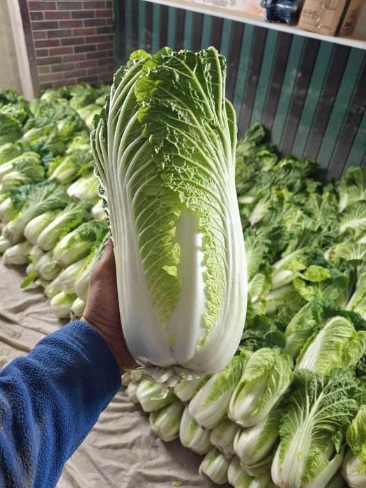 Продам пекінську капусту. Сорт Білко