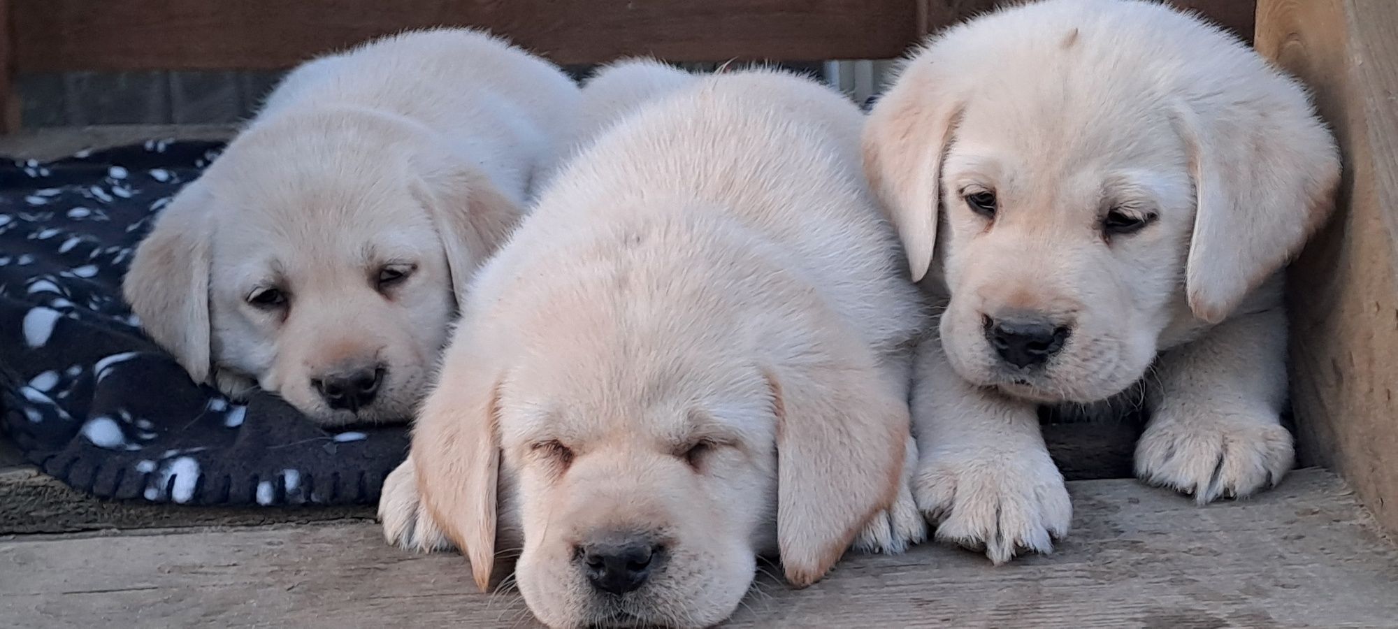 Labrador retriever