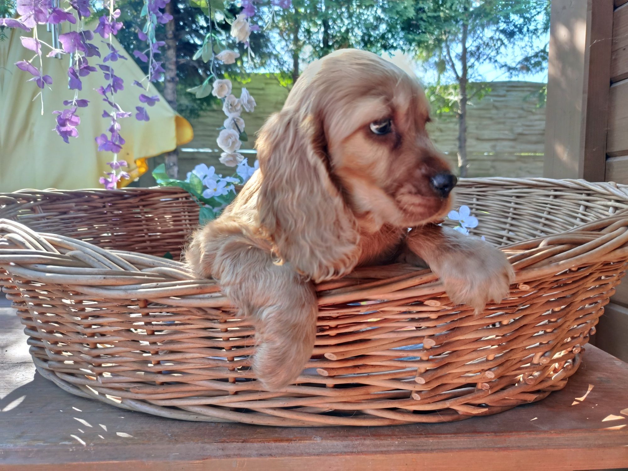 Cocker spaniel angielski Piesek Rodowód