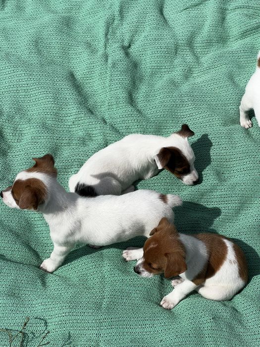 Щенятка джек рассел терьера