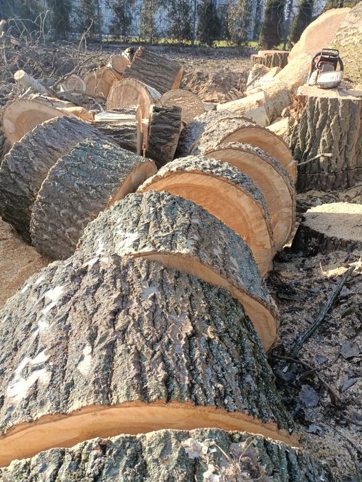 Drzewo drewno opałowe opał topola szara