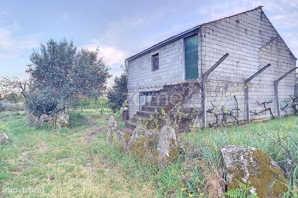 Vinha Nova de boa produção