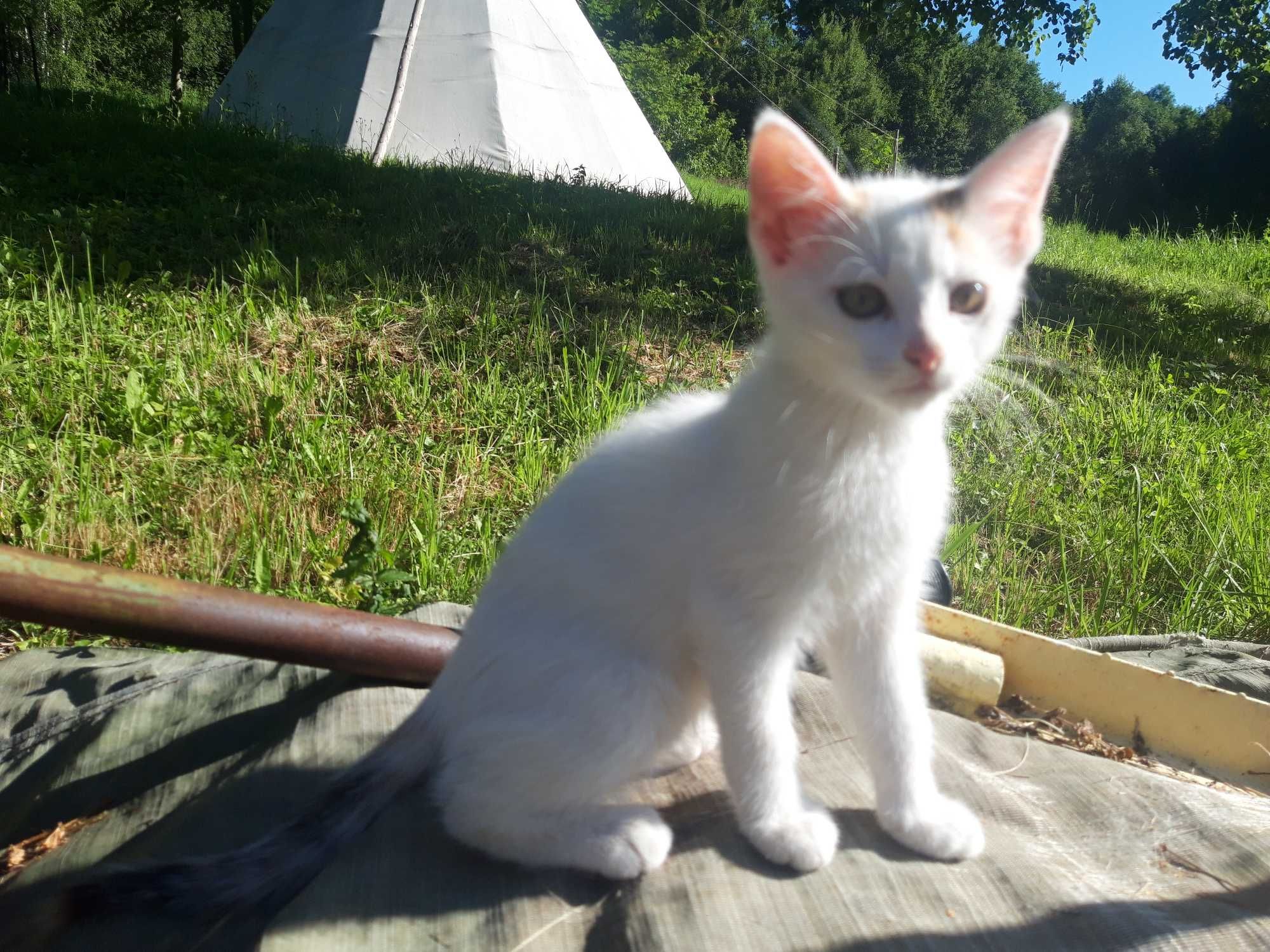 kotki kociczki oddam w dobre rece