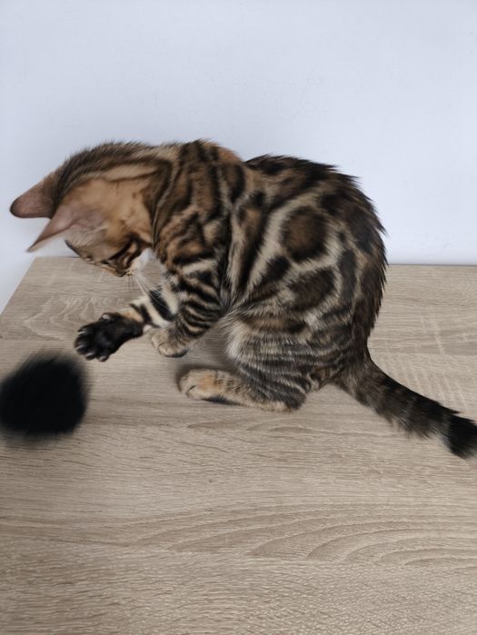 Kotek bengalski.