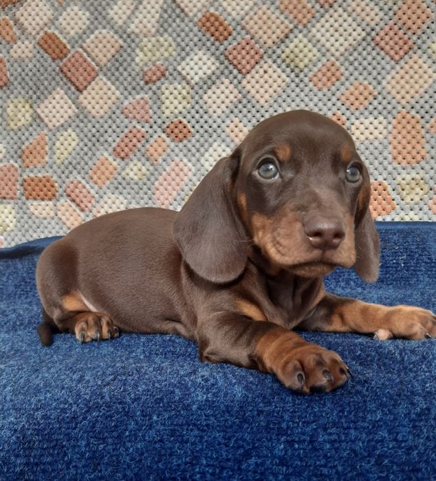 Jamnik czekoladowy szczeniak