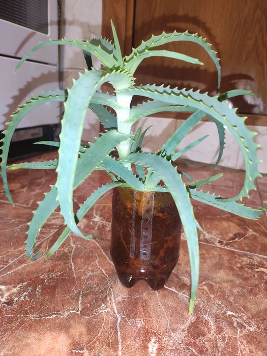 Вазон алоє 5 річний