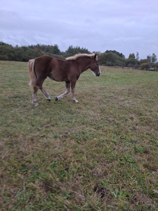 Zrebice zimnokrwiste