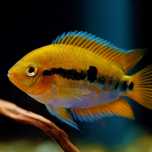 Ciclídeo Arco Íris (Herotilapia Multispinosa)