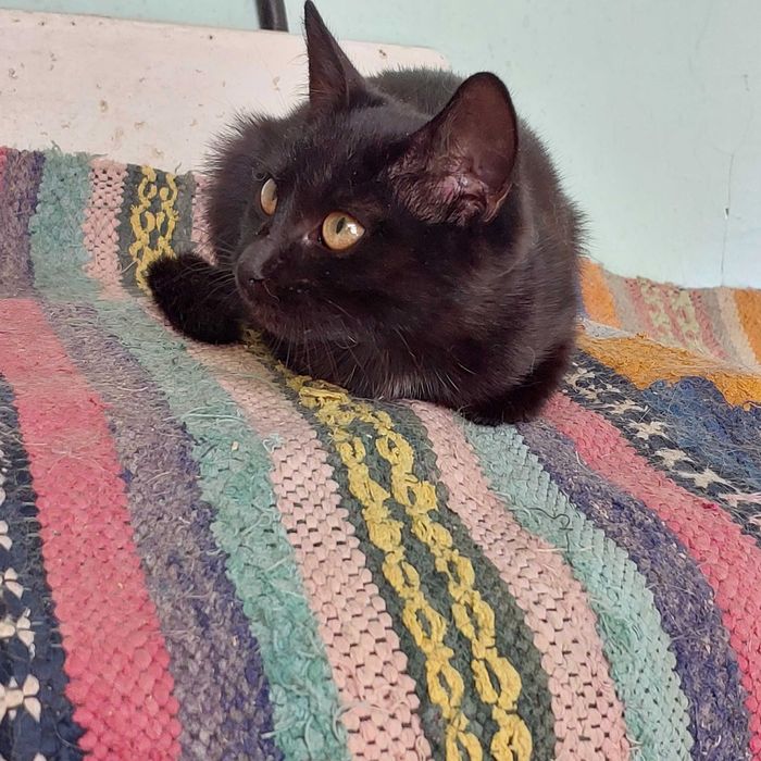 Чорна шоколадочка чекає на родину.