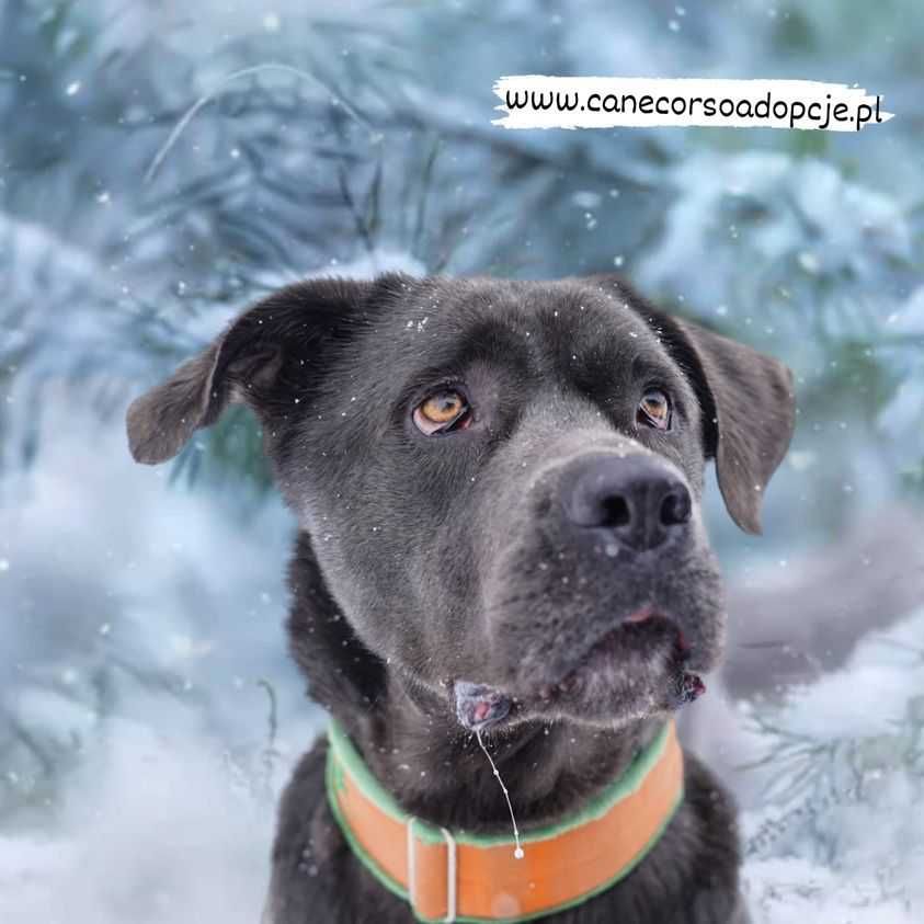 Stefanek cudowny pies w typie cane corso do adopcji.