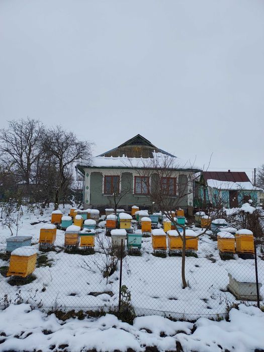 Продам бджолопакети  карніка та бакфаст