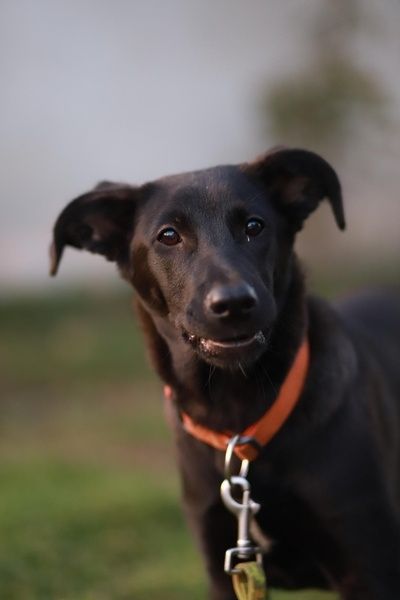 Oddana, gotowa na spacerki, czarna suczka Czika poleca sie do adopcji