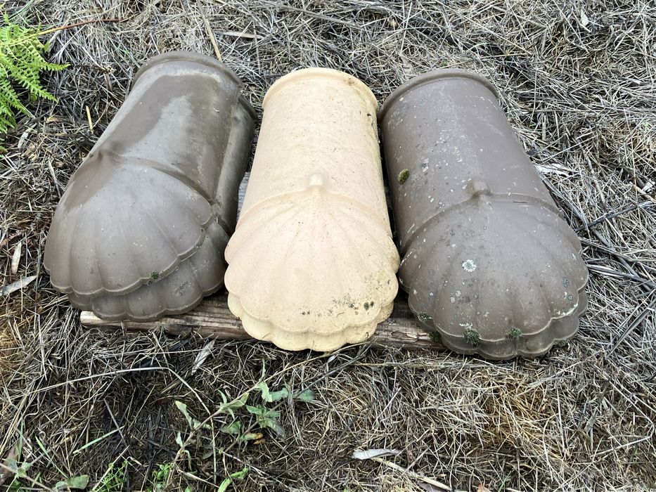 6 Patas Leao Carriça