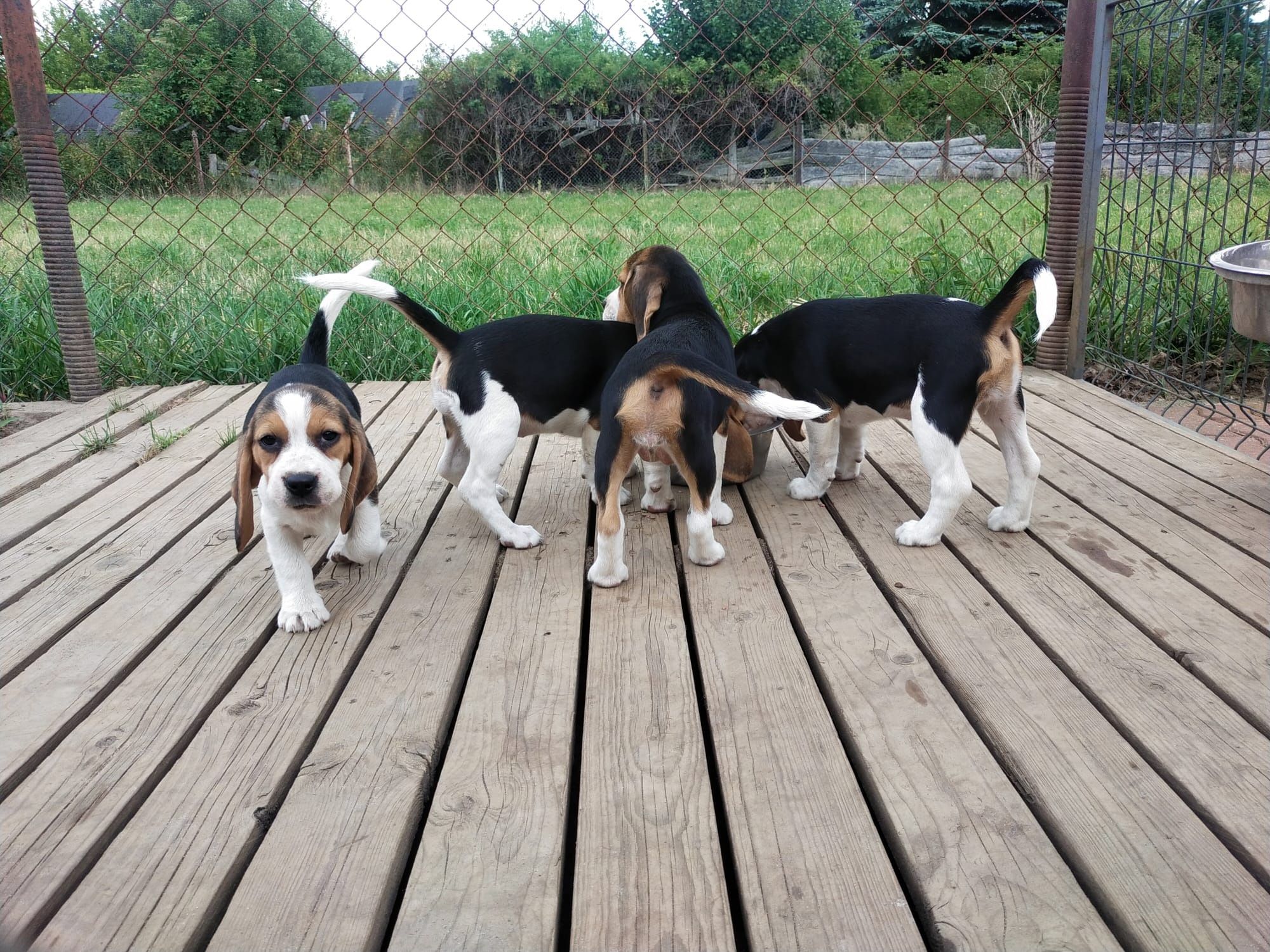 Szczeniaka Beagle