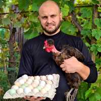 Яйцо инкубационное домашних кур