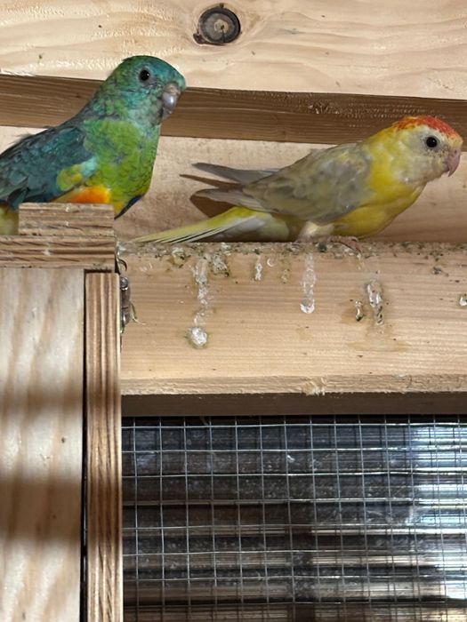 Sprzedam kanarki i inne ptaki