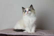 kociakk rasy ragdoll