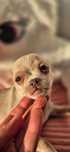 Chihuahua chlopiec