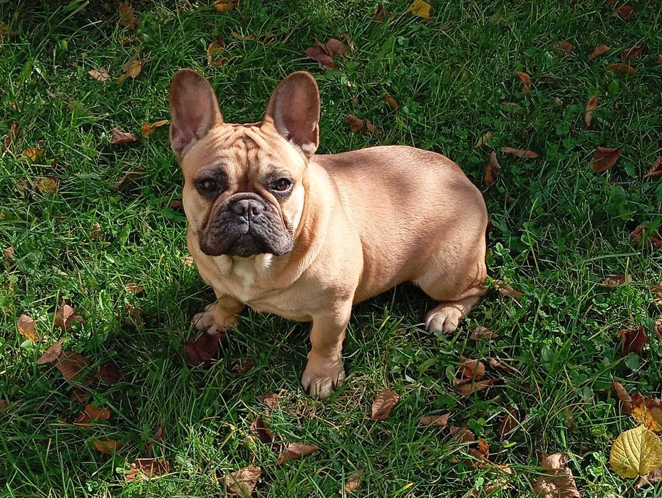 Buldog francuski sunia