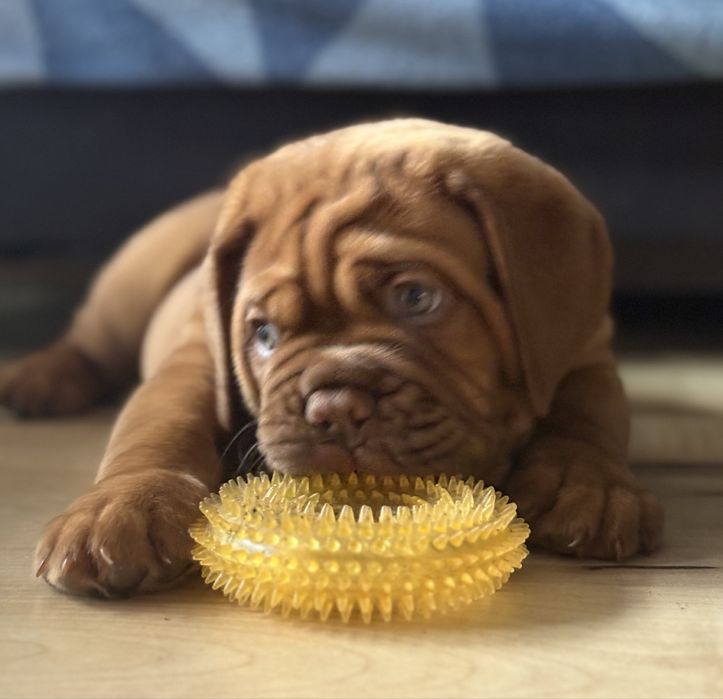 Dogue de Bordeaux ostatni piesek