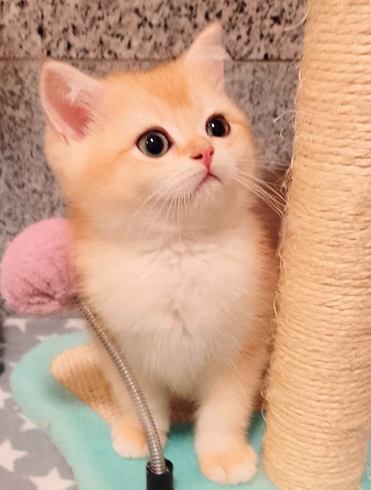 Do rezerwacji - rodowodowa koteczka brytyjska krótkowłosa czarno-zlota