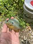 Longear Sunfish para aquário