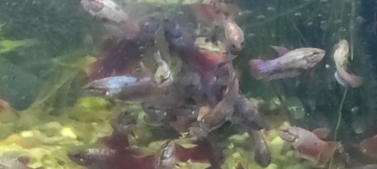 Bettas halfmoon  Jovens
