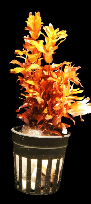 Zestaw pięknych roślin akwariowych