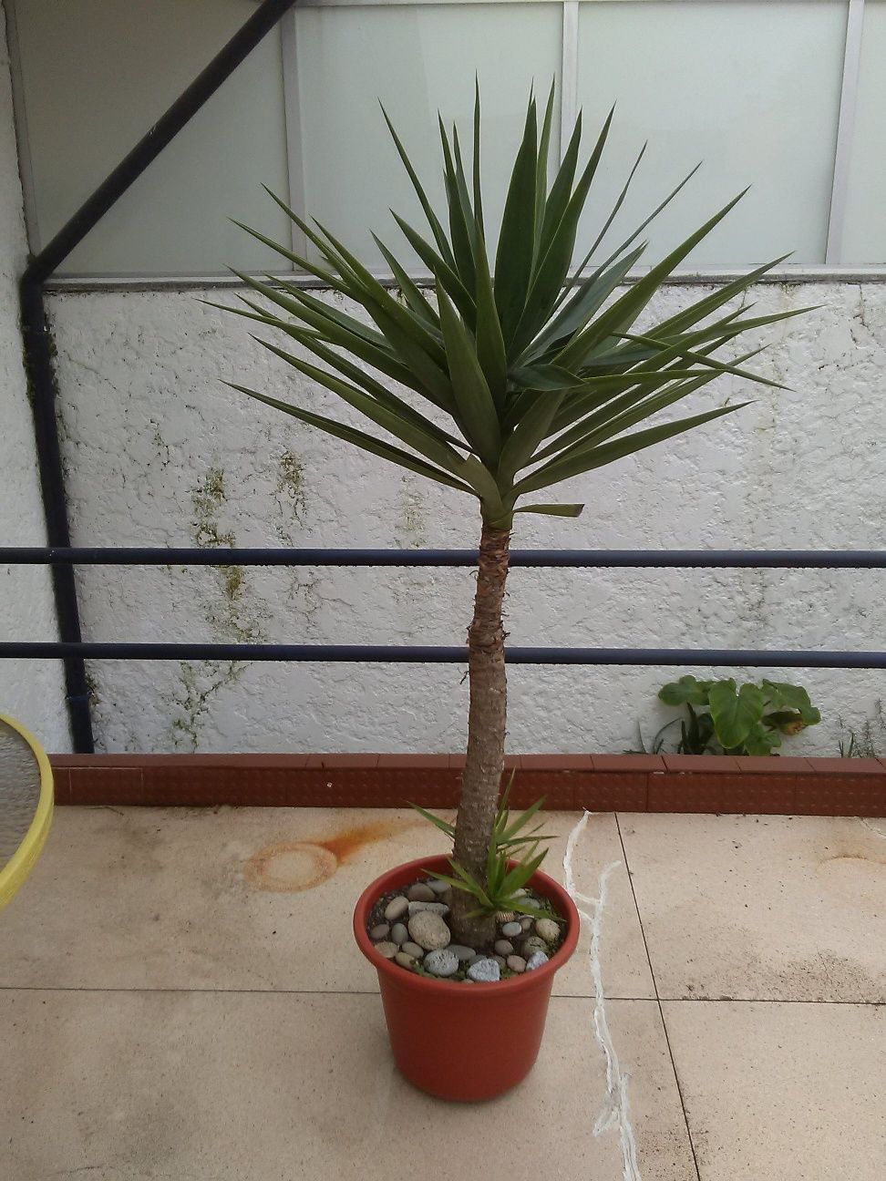 Plantas yucas grande e média