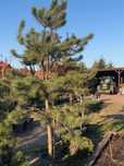 Sosna Czarna 'PINUS NIGRA' DUŻE OKAZY Donica 65l
