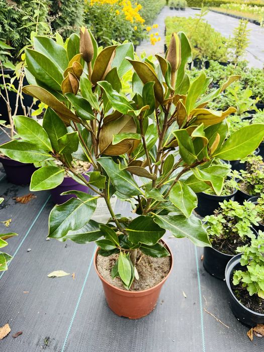 Магнолія грандіфлора Літл Джем (Маленька Перлина)