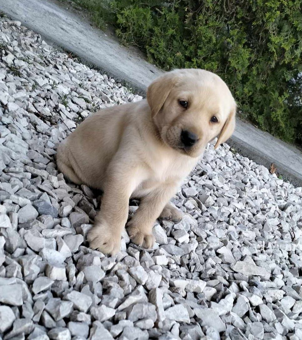 Suczka Rasy Labrador Retriever