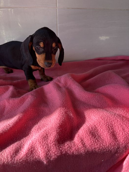 Teckel femea miniatura