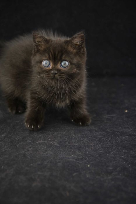 Kotki Brytyjskie, Koteczka brytyjska, Gotowa do zmiany domu.