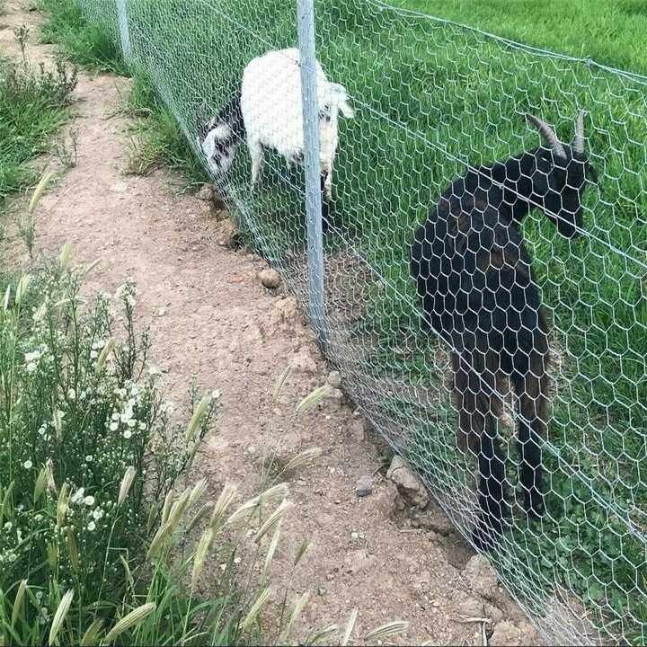 Siatka na wolierę klatkę wybieg dla zwierząt metalowa 25m 1m 100cm