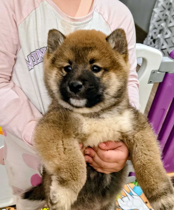 Cudny piesek shiba inu
