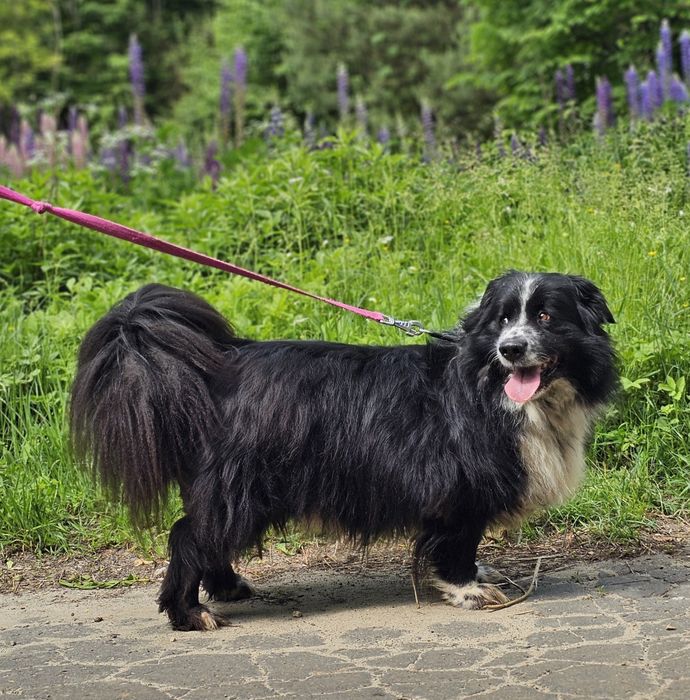 Lubiś - wypatruje domku "Mini Nowofundland"
