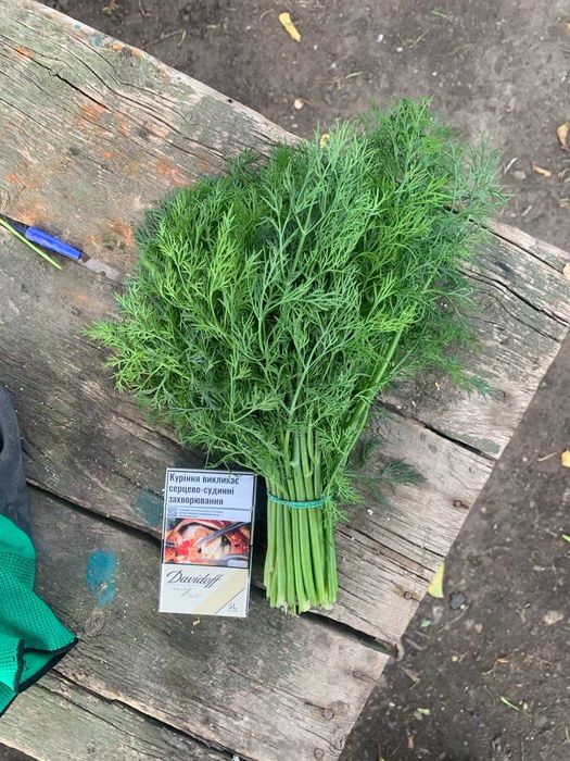 Свежая зелень - Укроп Петрушка оптом; Сушенный Базилик.