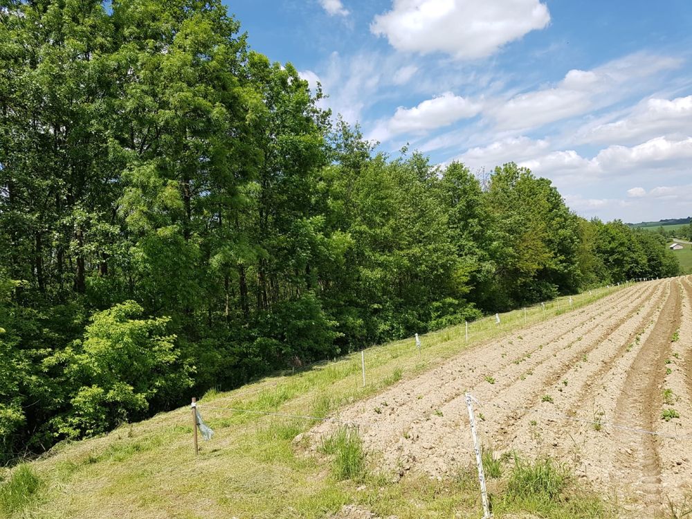 Las, Działka leśna, Brzeziny Podkarpackie, 1,78 ha
