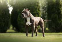 American Staffordshire Terrier Reproduktor