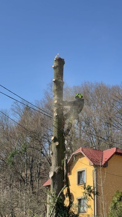 wycinka i  pielęgnacja drzew alpinistycznie rębak regulacja tui