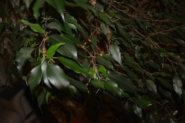 roślina ficus beniamina