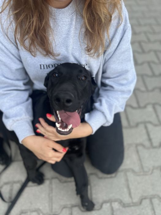 Piesek Batman szuka swojego człowiek