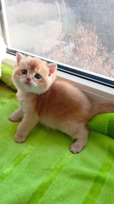 Шикарный прямоухий котик золотая шиншилла ny12